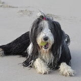 lekker aan het zeeuwse strand.