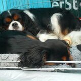 agility wedstrijd tussen door even slapen