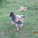 Dit is Benji, hij is 2 jaar oud, het is een boomer, kruising…
