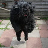 dit is dus de vader van shadow