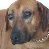 Ons ouw cleo (cleopatra)