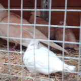 Foto van liesbeth,Turbo,Luna, Levi en Faith