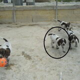 pups 9 weken oud
