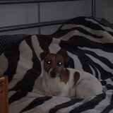 Mijn hondje... bij mij en mijn vriend thuis stiekem op bed gekropen, ik…