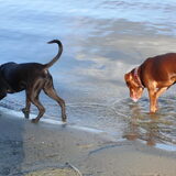 Foto van priscilla & C.S.C