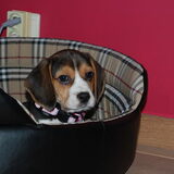 Onze beagle "ZARA" we hebben ze nog niet zolang maar ze is zeker al een…
