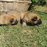 Nog wat schattige pups..