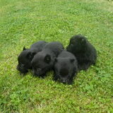 Ons intussen al verkocht nestje schippertjes..