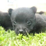 Schippertje pup..