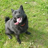 De vader van de schippertjes..