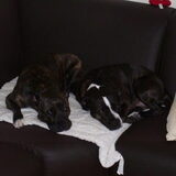 Dit zijn Gomes en Stitch. Stitch is net gesteriliseerd en ze liggen…