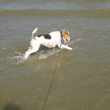 Morris zijn 1e duik in de zee!! Bahhhh wat smaakt dat water vies!!