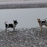 Morris en Flos samen in de zee!