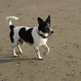 Flos vond het weer geweldig op het strand!! We zijn blij dat we hem…