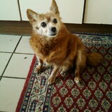 duffy, hond van men mama