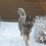 winterpret