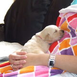 welke pup is Jazzy ?