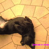 Foto van Jolanda *** Luca & Fleur***