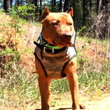 southern inferno hemi dna profiled zelfde stamboom als mijn pup.zie…