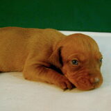 pupje 3 week2