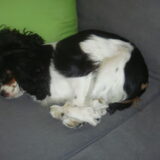Scylla in de knoop!