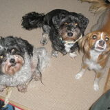 Foto van Patricia & Rocky & Mandy & Moby