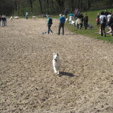 Indy Tijdens Witte Herder Wandeling, komt altijd bij ons terug…