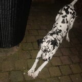 Foto van Julie x Evando x Brownie