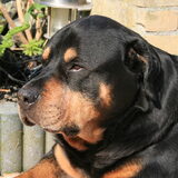onze lieve murdoch overleden 15-8-2009