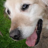 De allerliefste Balou +07-08-2010