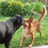 Foto van Lizy en de doggies
