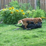 Foto van Lizy en de doggies