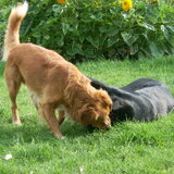 Foto van Lizy en de doggies
