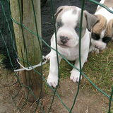Ike als héél schattige pup!