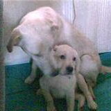 lief he