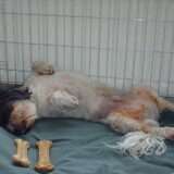 Foto van liesbeth,Turbo,Luna, Levi en Faith