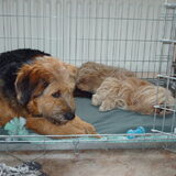 Foto van liesbeth,Turbo,Luna, Levi en Faith