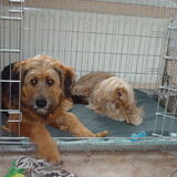 Foto van liesbeth,Turbo,Luna, Levi en Faith