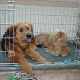 Foto van liesbeth,Turbo,Luna, Levi en Faith