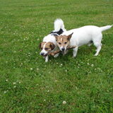 milo en tessa aan het flossen
