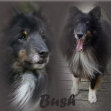 Sheltie Bush, 13 jaar geworden!