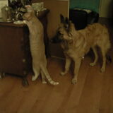 poes en rosco