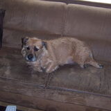 weer mijn hond