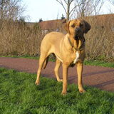 Dit is onze teef Megsthenes Ekira. Zij is een dame met een echt Tosa…