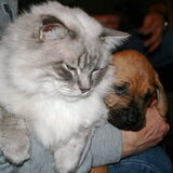 Onze ex-kater Blue, een Ragdoll, was ook helemaal weg van de pups en…