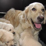 trotse moeder met pups