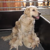 trotse moeder met haar kroos