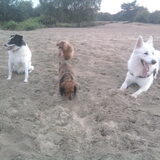 Foto van Chocomelk van Jessy & Storm en ***Blondie & Tara***
