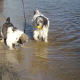 Ashley onze lekkere waterrat en Bajka die alleen wil pootje baden.