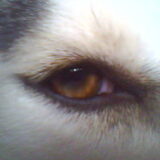 snowies oog